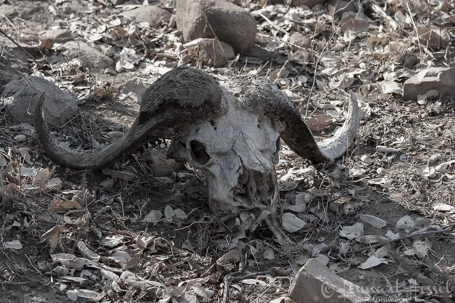 Cape Buffalo skull seen while doing a walk in Kruger National Park, South Africa