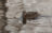 Mallard Duck pratice