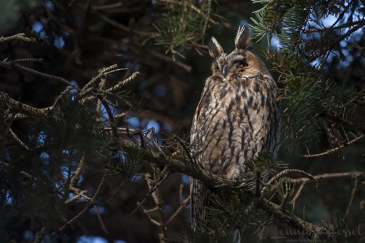Long-eared Owl