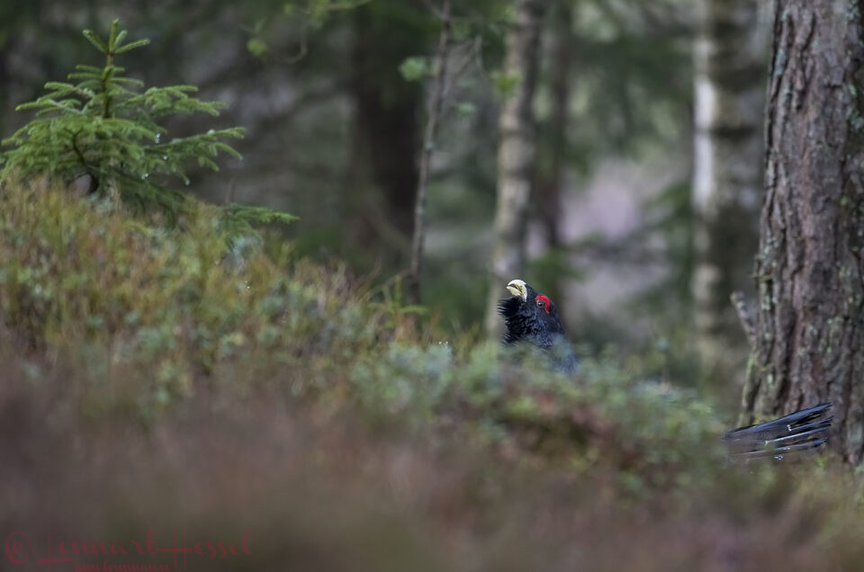 Western Capercaillie in Gothenburg