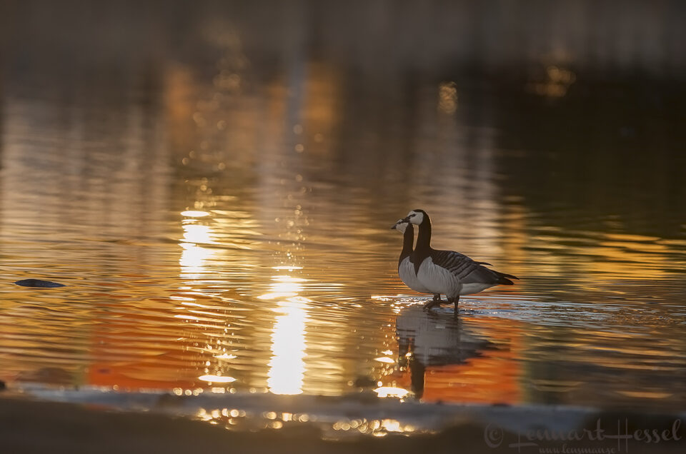 Barnacle Goose, Stora Amundön