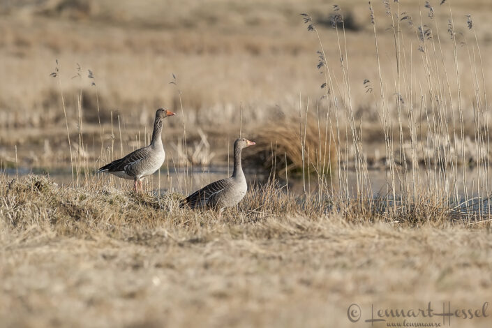 Greylag Goose pair Greylag Goose at Hökällan, Gothenburg