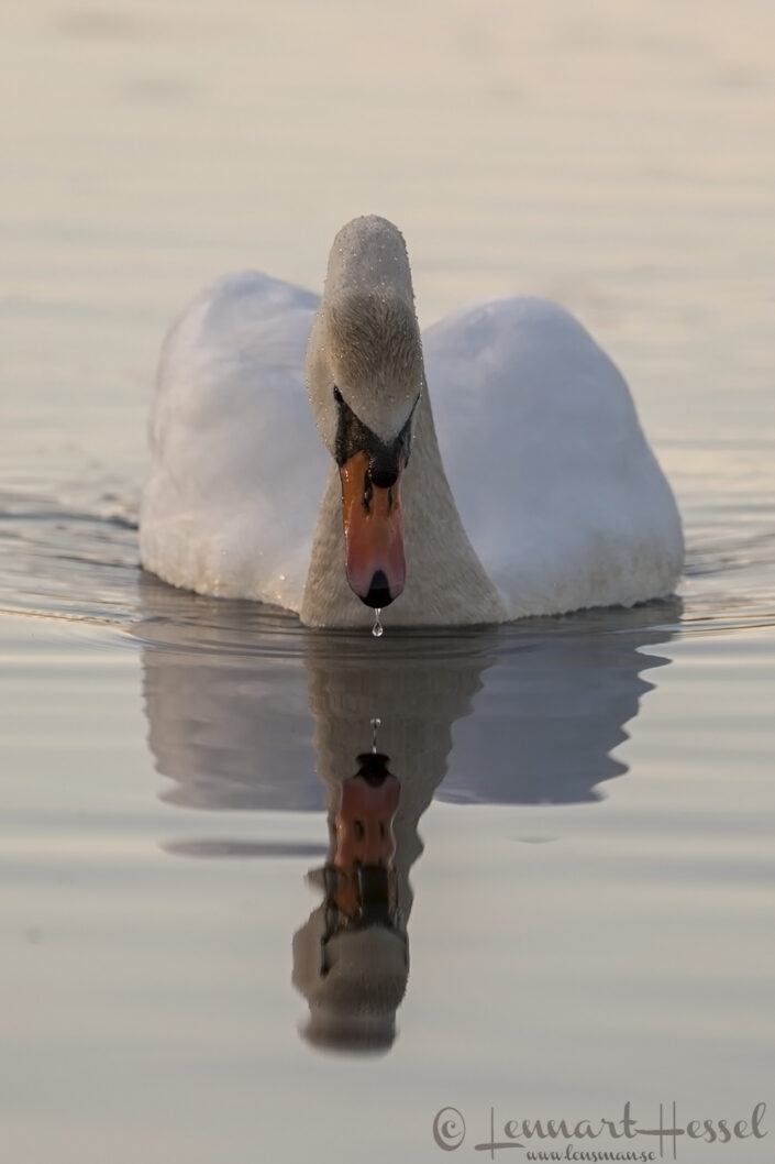 Mute Swan Mute Swan at Hökällan, Gothenburg