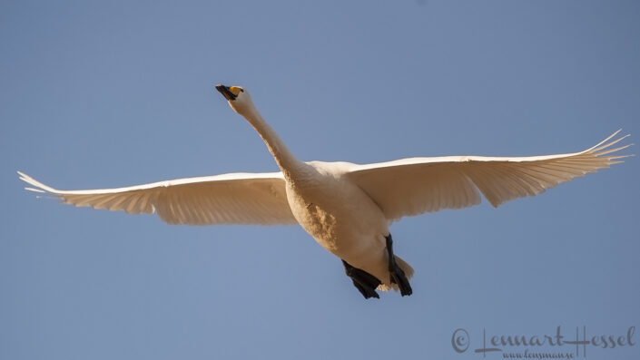 Whopper Swan flying Whopper Swan at Hökällan, Gothenburg