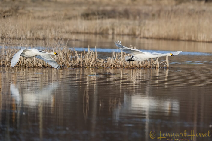 Whopper Swan pair at take off Whopper Swan at Hökällan, Gothenburg