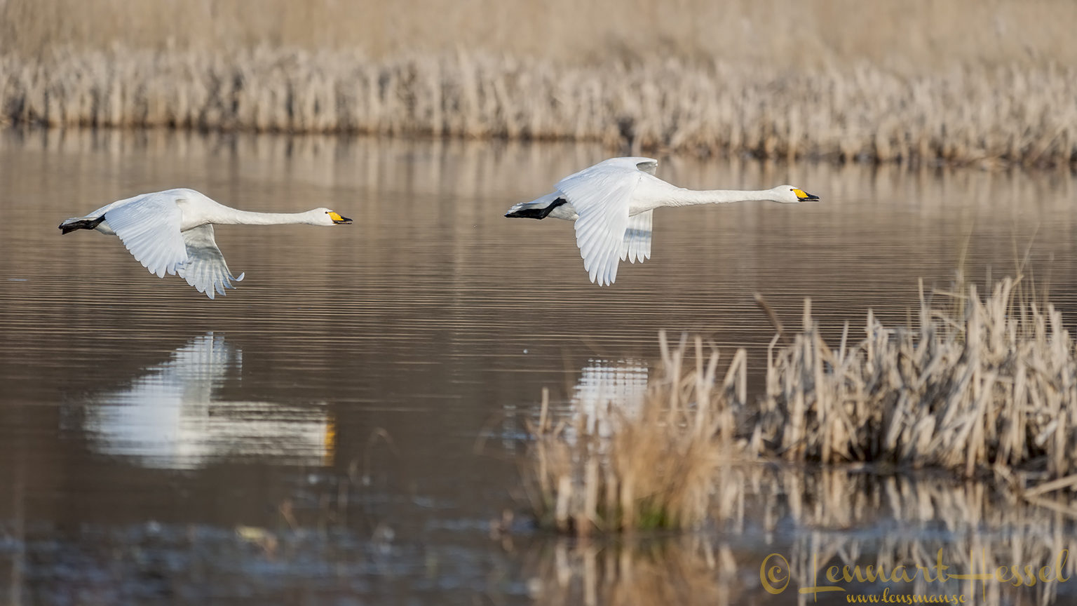 Whopper Swan at Hökällan, Gothenburg