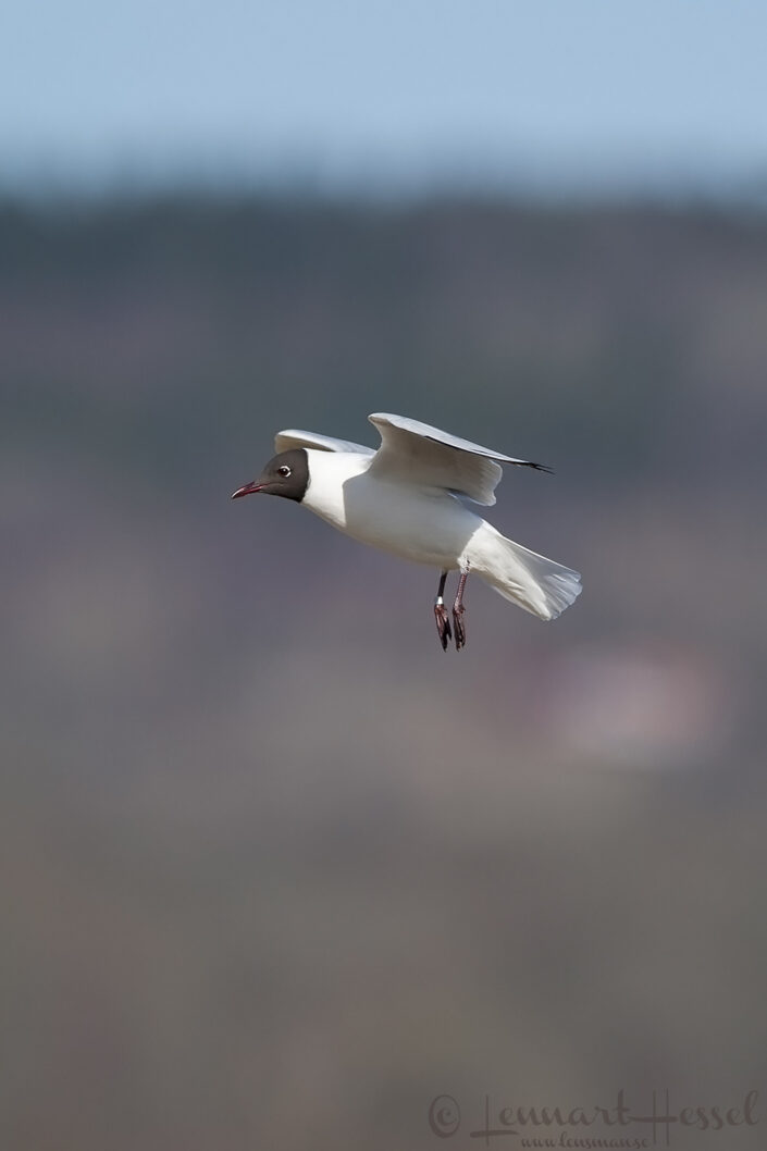 Black-headed Gull at Hornborgarsj&ouml;n cranes