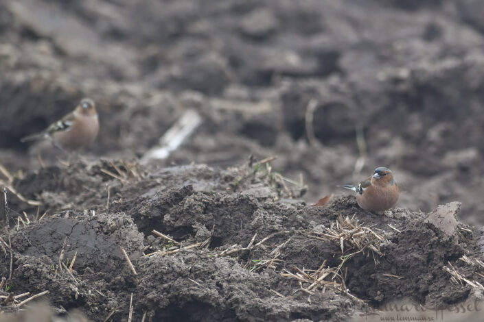 Chaffinch at &Ouml;stad S&auml;teri cranes