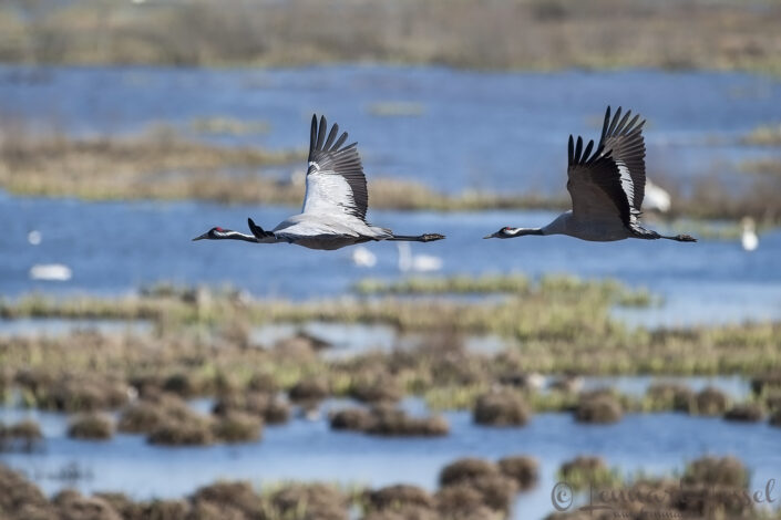 Common Crane at Hornborgarsj&ouml;n cranes