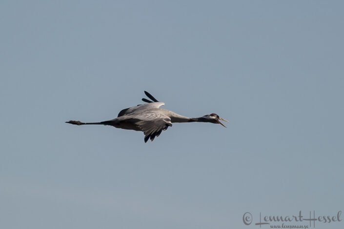 Common Crane at Hornborgarsj&ouml;n cranes