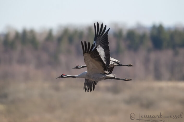 Common Crane at Hornborgarsj&ouml;n cranes