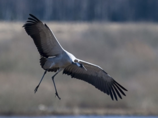 Common Crane at Hornborgarsj&ouml;n cranes