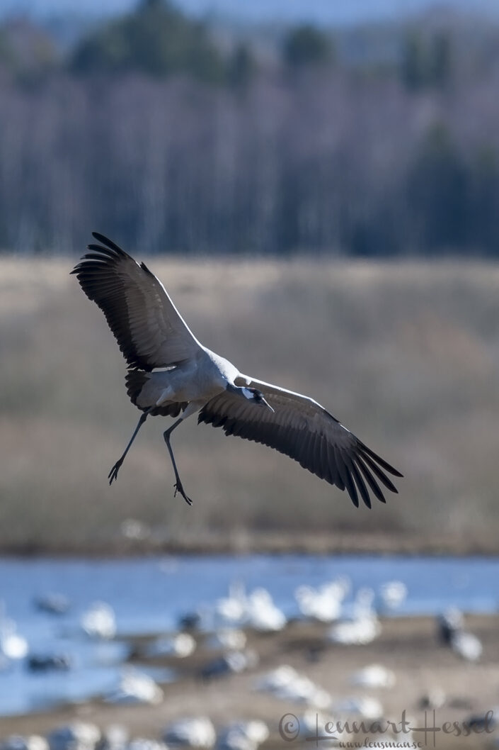 Common Crane at Hornborgarsj&ouml;n cranes