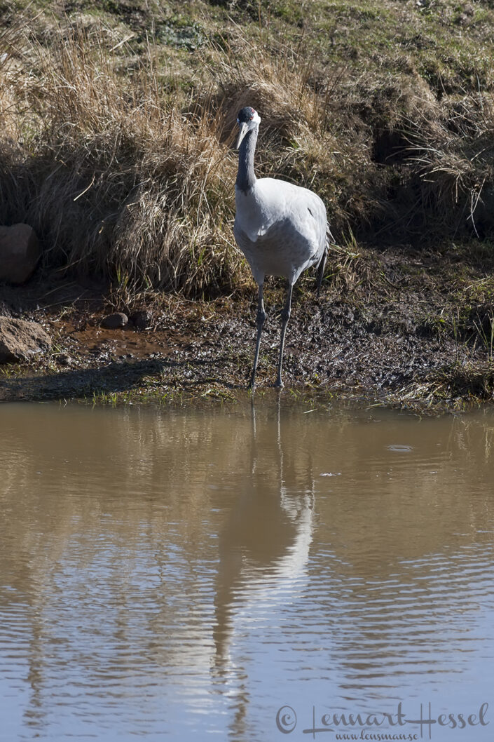Common Crane at Hornborgarsj&ouml;n cranes