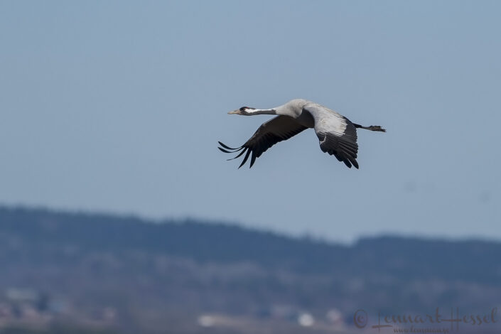 Common Crane at Hornborgarsj&ouml;n cranes