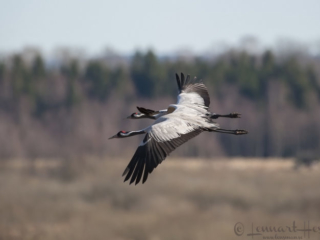 Common Crane at Hornborgarsj&ouml;n cranes