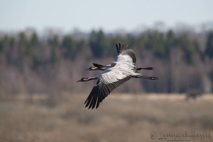 Common Crane at Hornborgarsj&ouml;n cranes
