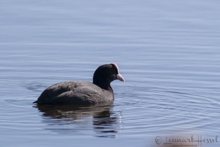 Eurasian Coot at Hornborgarsj&ouml;n cranes