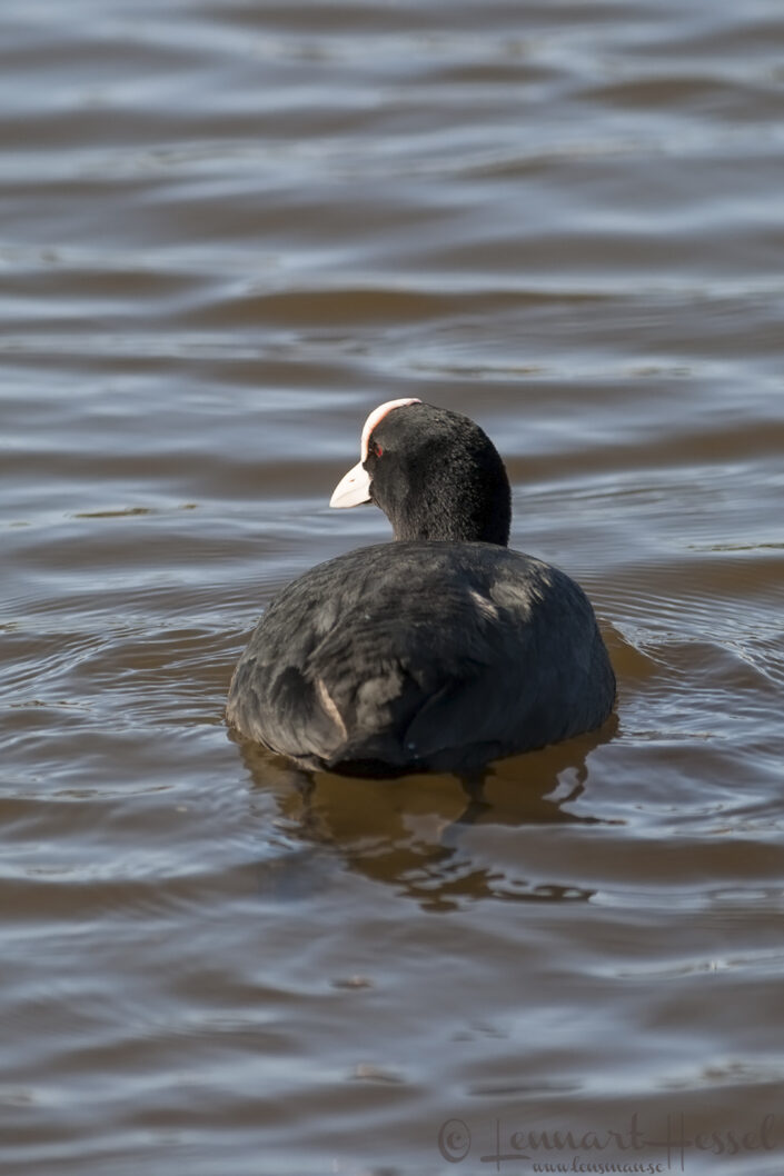 Eurasian Coot at Hornborgarsj&ouml;n cranes