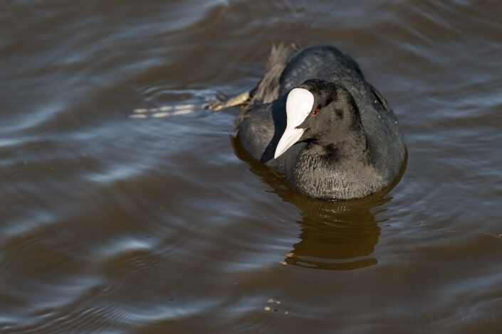 Eurasian Coot at Hornborgarsj&ouml;n cranes