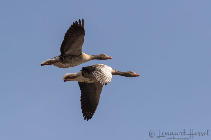 Greylag Goose at Hornborgarsj&ouml;n cranes