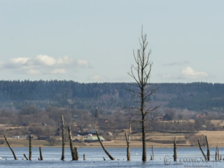 View across Lake Hornborga cranes
