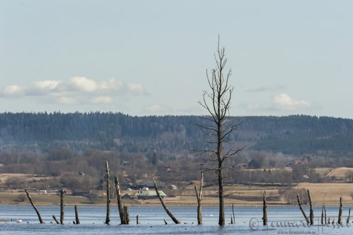 View across Lake Hornborga cranes
