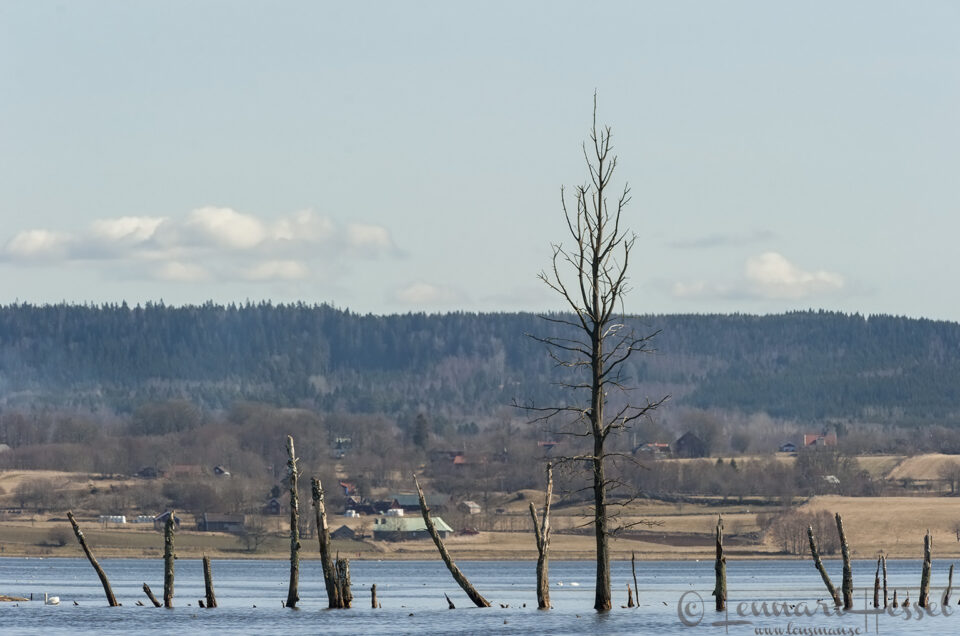View across Lake Hornborga cranes