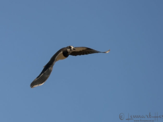 Northern Lapwing at Hornborgarsj&ouml;n cranes