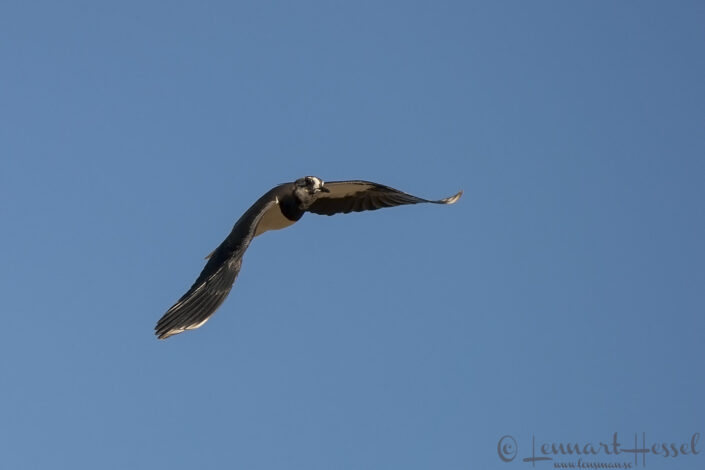 Northern Lapwing at Hornborgarsj&ouml;n cranes