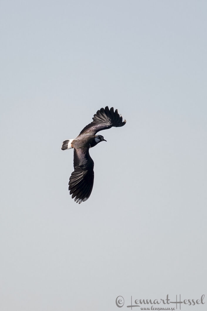 Northern Lapwing cranes