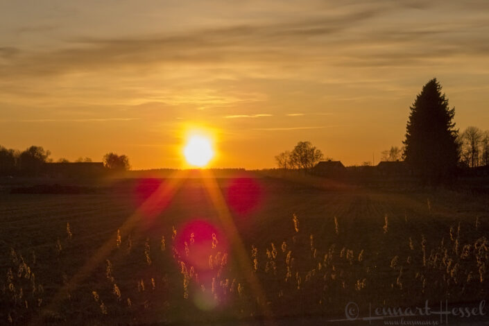 Sunset over Skarasl&auml;tten cranes