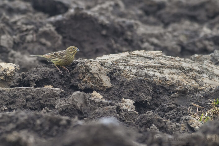 Yellowhammer at &Ouml;stad S&auml;teri cranes