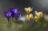 Crocus in backlight spring