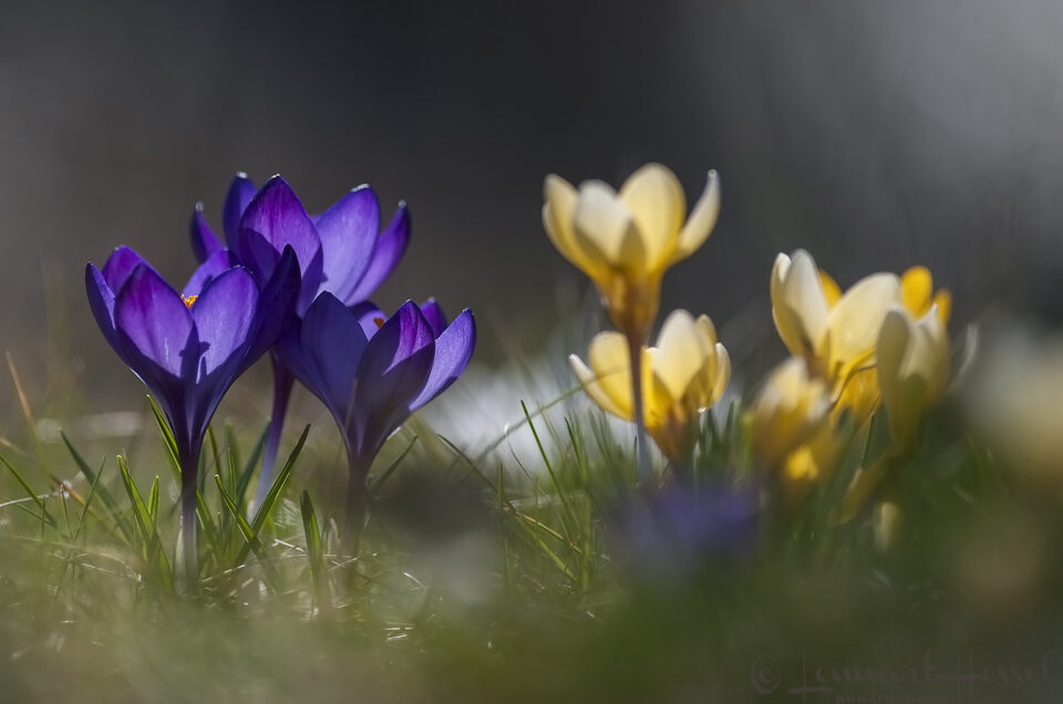 Crocus in backlight spring