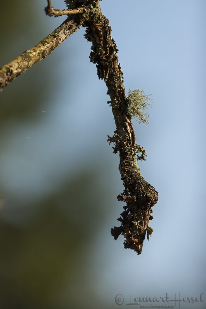 Lichen Lichen spring