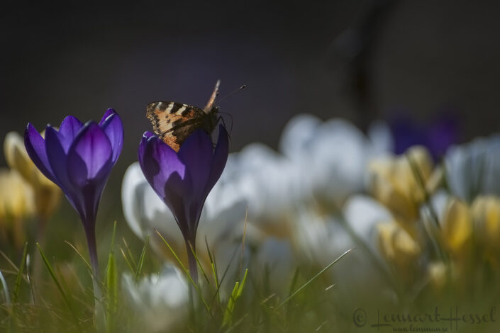 The Butterfly Butterfly and crocuses spring
