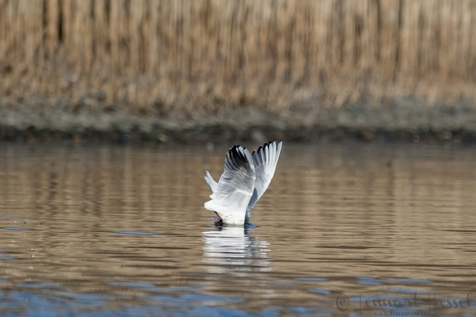 Black-headed Gull at Stora Amundön