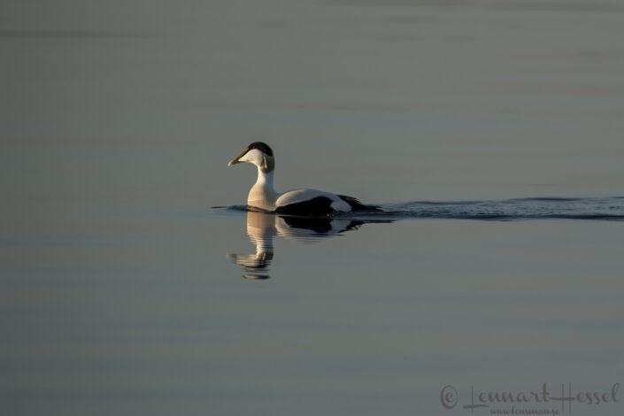 Common Eider male Common Eider at Stora Amundön