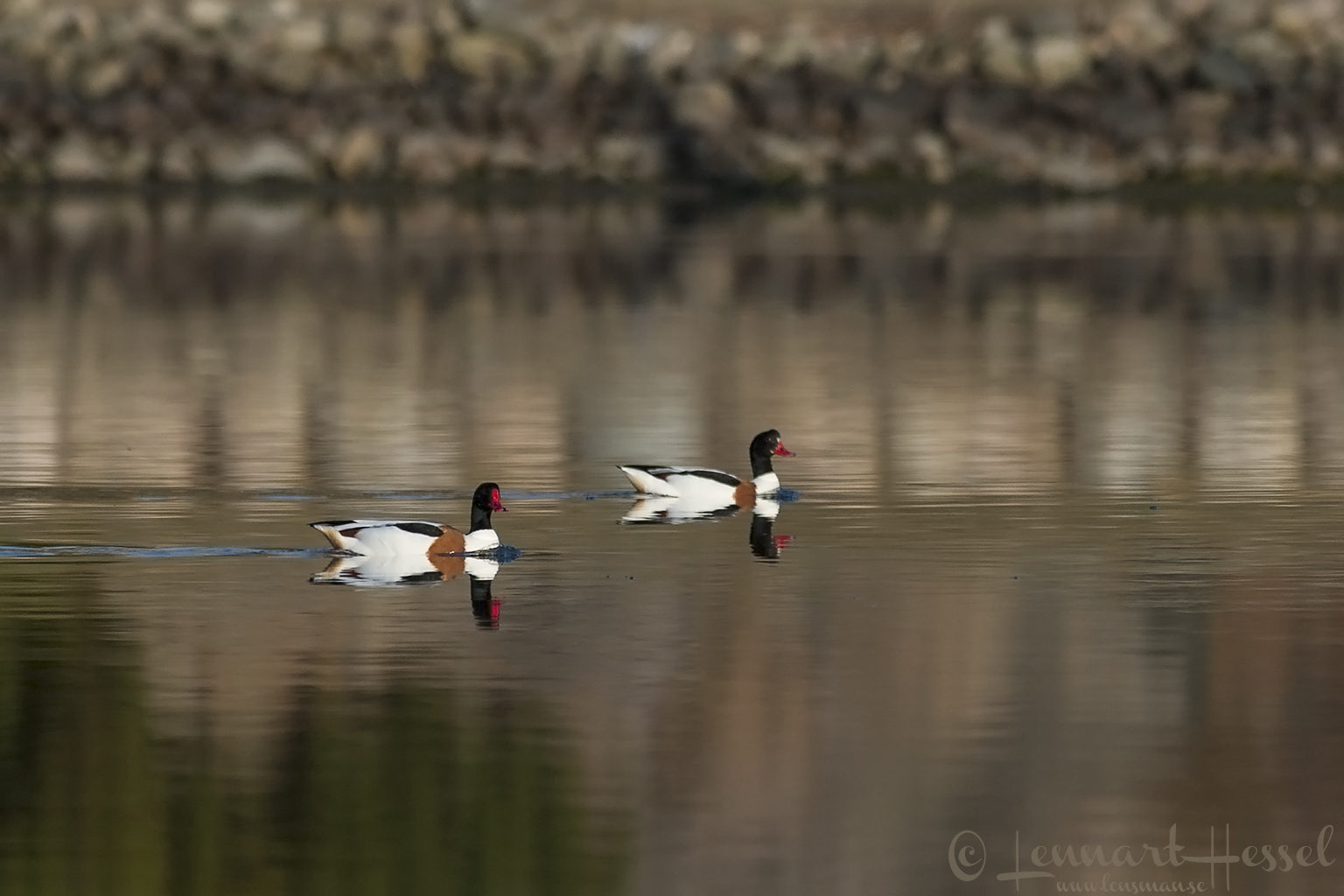 Common Shelduck at Stora Amundön
