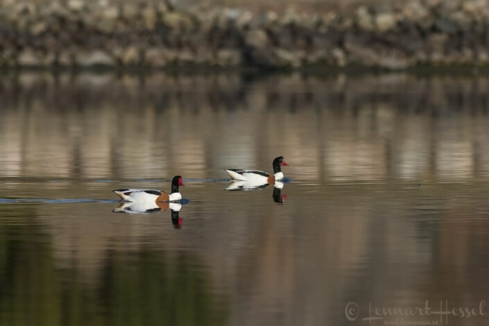 Common Shelduck couple Common Shelduck at Stora Amundön