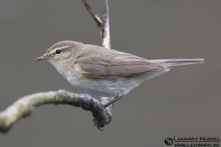 120421 Chiffchaff Chiffchaff in Slottskogen, Gothenburg practice