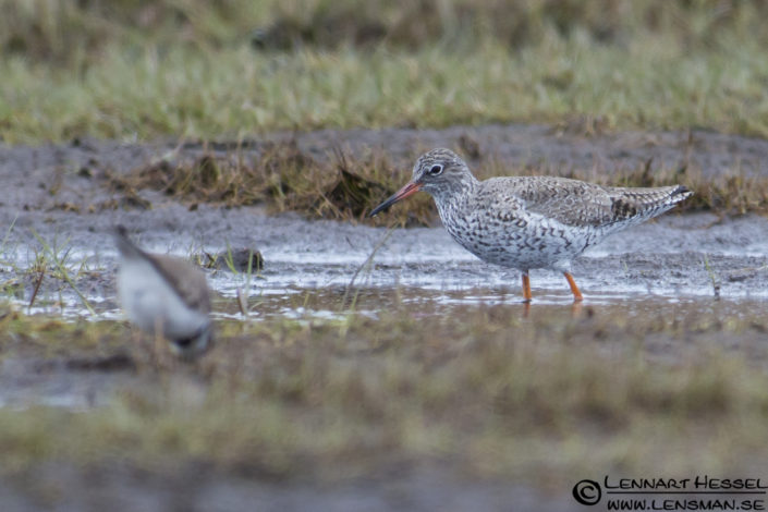 120421 Common Redshank and Little Ringed Plover Common Redshank and Little Ringed Plover at Stora Amundön practice