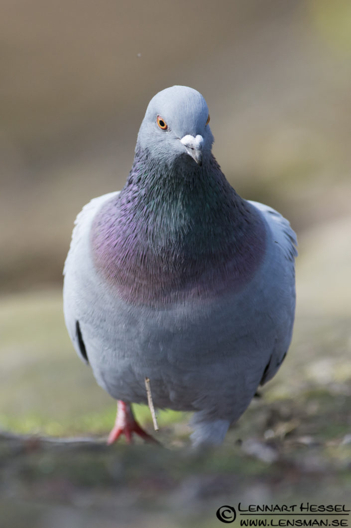 120421 Domestic Pigeon Domestic Pigeon in Slottskogen, Gothenburg practice