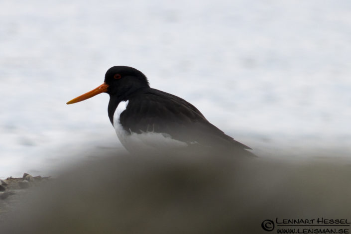 120421 Eurasian Oystercatcher Eurasian Oystercatcher at Stora Amundön practice