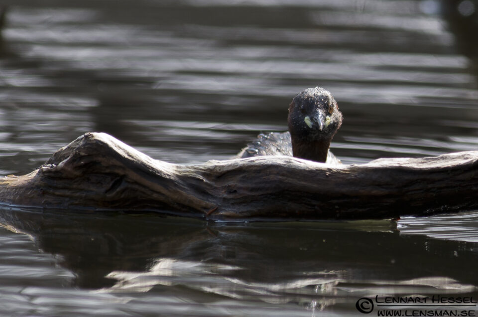 Little Grebe in Slottskogen, Gothenburg practice