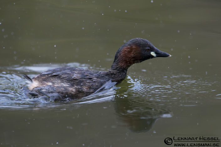 120421 Little Grebe moving Little Grebe in Slottskogen, Gothenburg practice