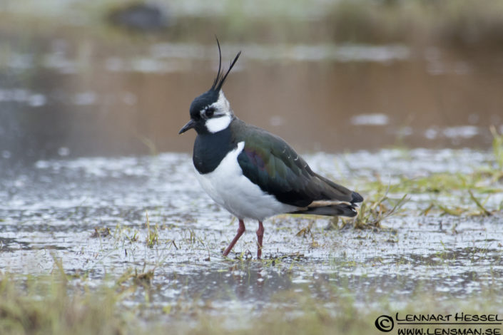 120421 Northern Lapwing Northern Lapwing at Stora Amundön practice