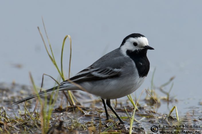 White Wagtail at Stora Amund&ouml;n practice