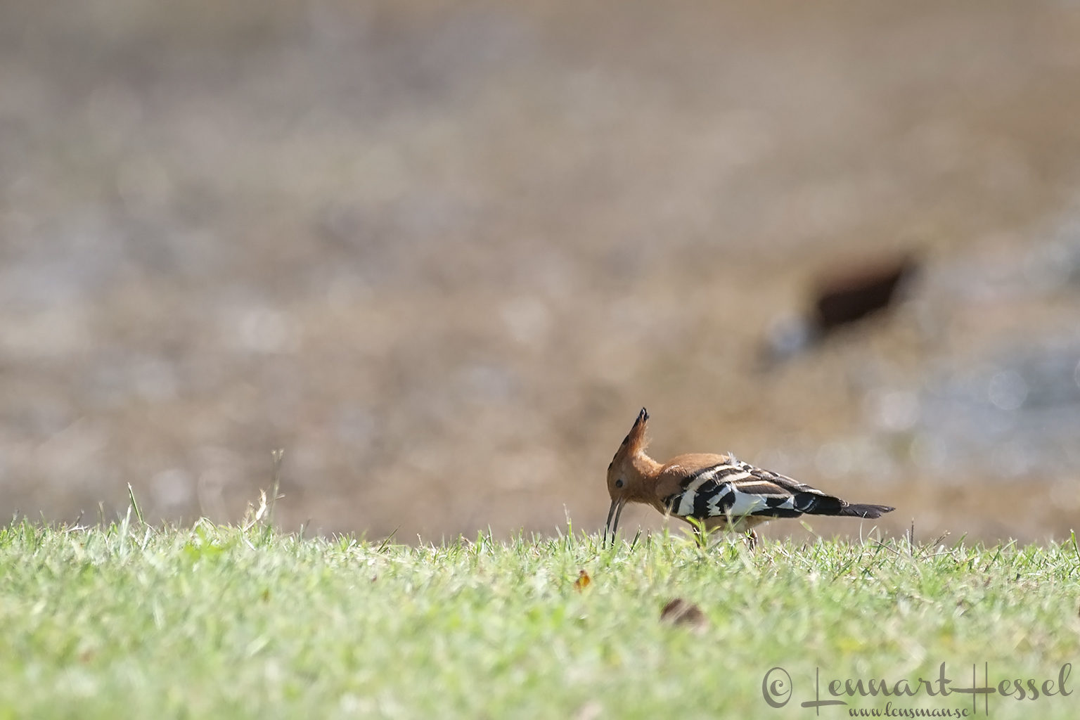African Hoopoe at Thamalakane River Lodge, Botswana